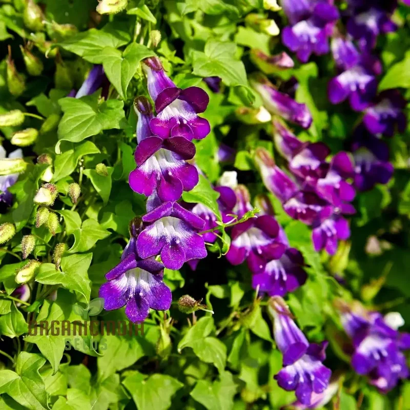 Asarina scandens Joan Lorraine Flower Seeds for Planting