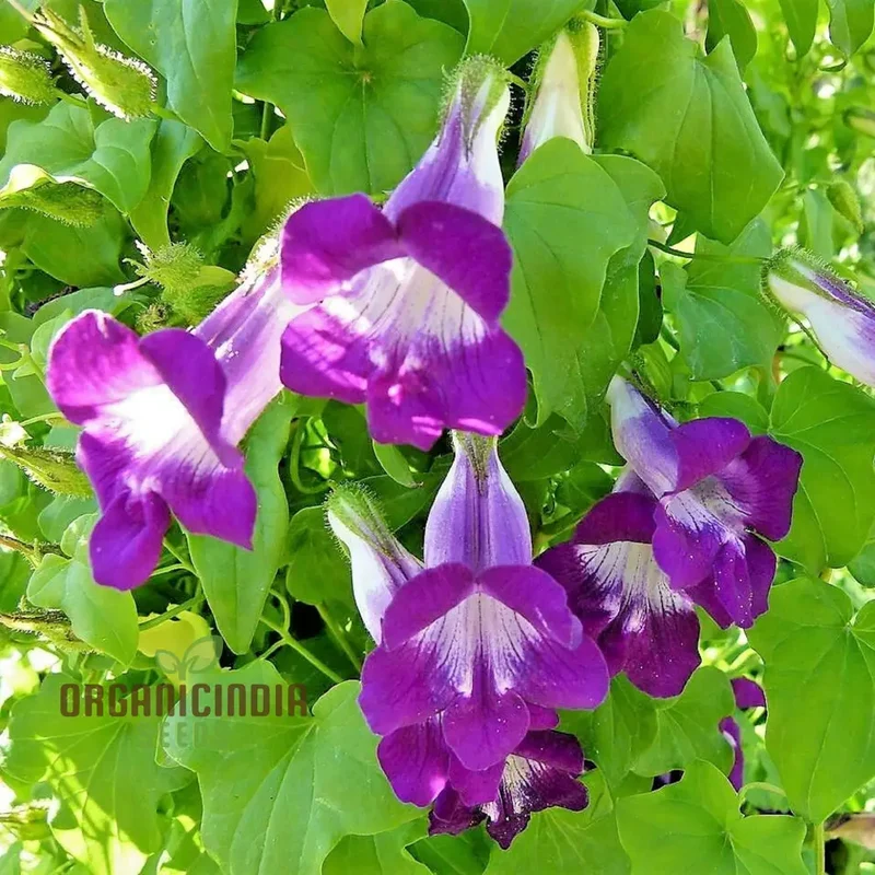 Asarina scandens Joan Lorraine Flower Seeds for Planting