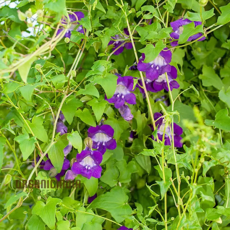 Asarina scandens Joan Lorraine Flower Seeds for Planting