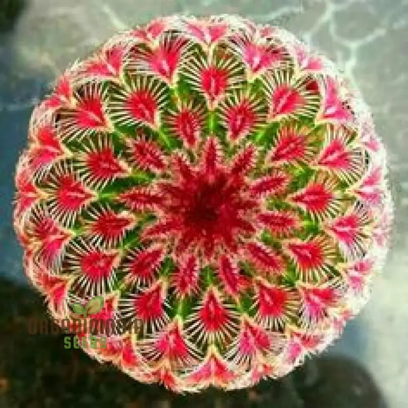 Mini Cactus, Prickly Pear, Japanese Succulent Seeds for Planting