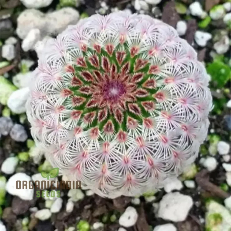 Mini Cactus, Prickly Pear, Japanese Succulent Seeds for Planting