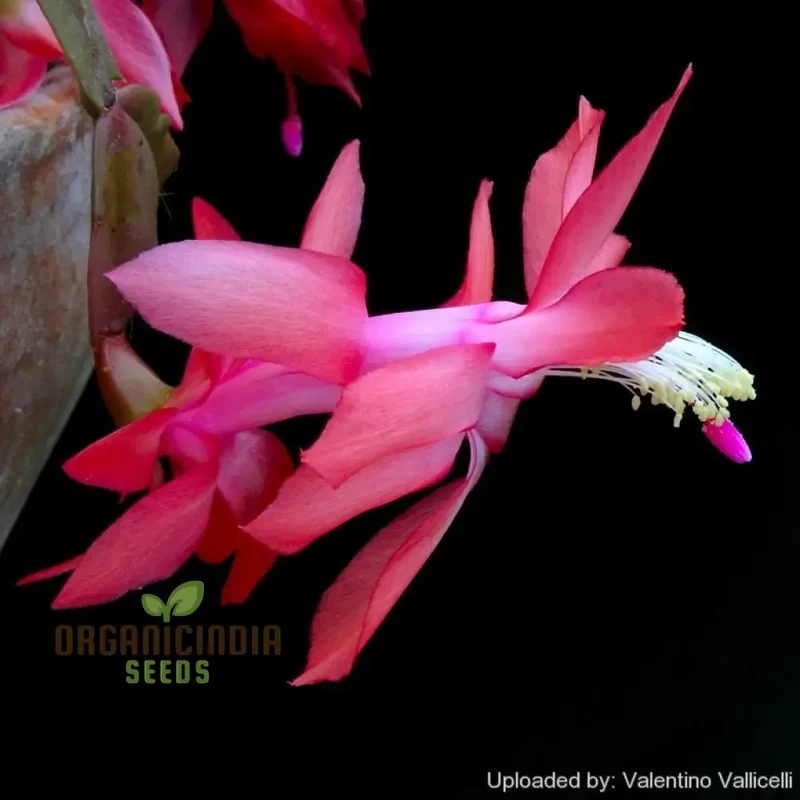 Zygocactus Schlumbergera Seeds for Planting - 100 pcs