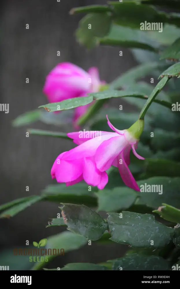 Zygocactus Schlumbergera Seeds for Planting - 100 pcs