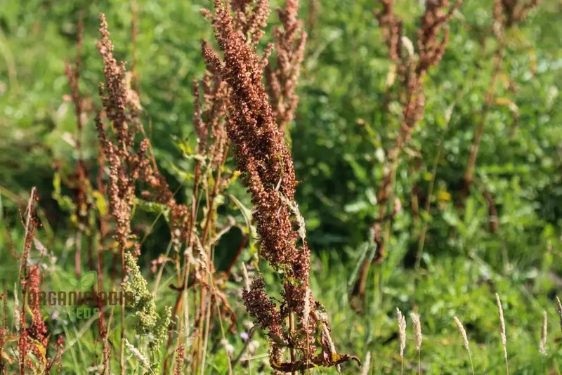 Crispus Rumex Seeds – Curly Dock Yellow Basin Variety for Planting