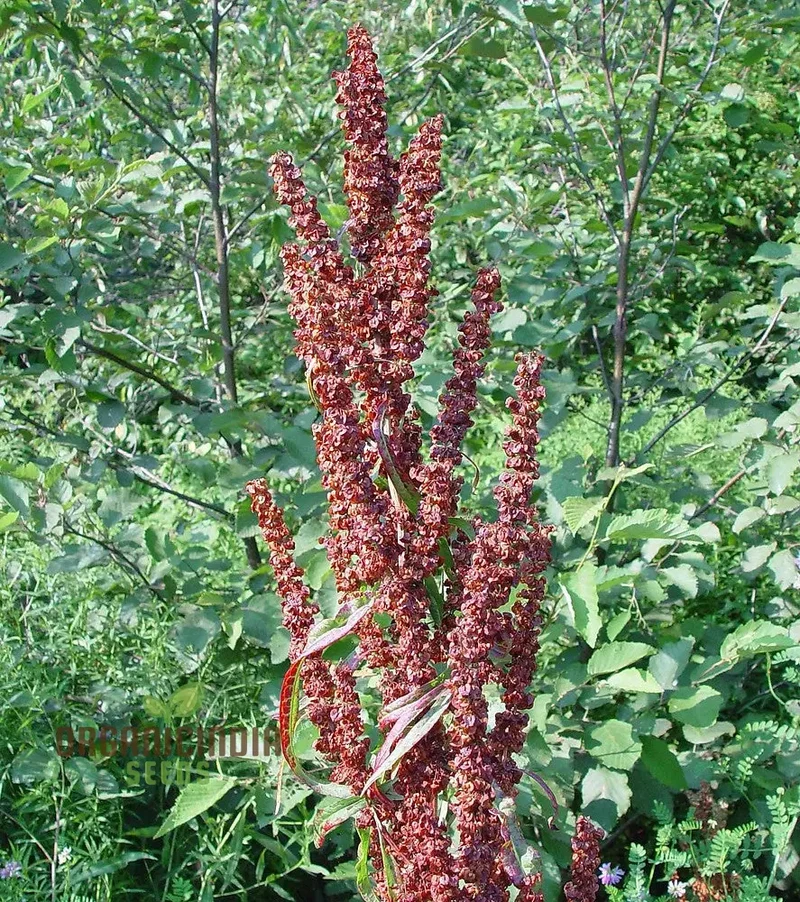 Crispus Rumex Seeds – Curly Dock Yellow Basin Variety for Planting