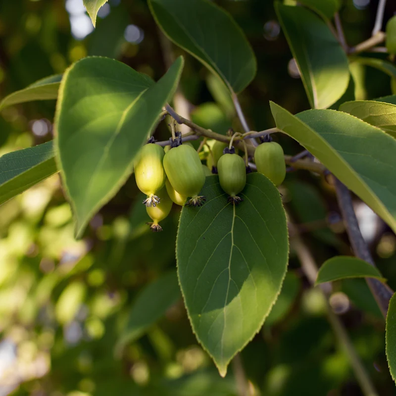 Kiwi rustique autofertile ‘Prolific’ ( Actinidia arguta ‘Prolific’)