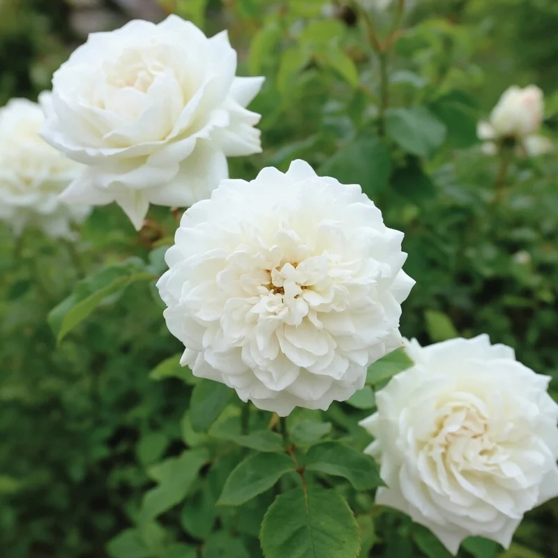 Rosier anglais ‘Susan Williams-Ellis’ ( Rosa ‘Susan Williams-Ellis’)