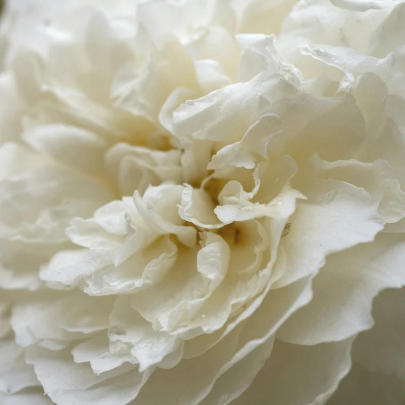 Rosier anglais ‘Susan Williams-Ellis’ ( Rosa ‘Susan Williams-Ellis’)