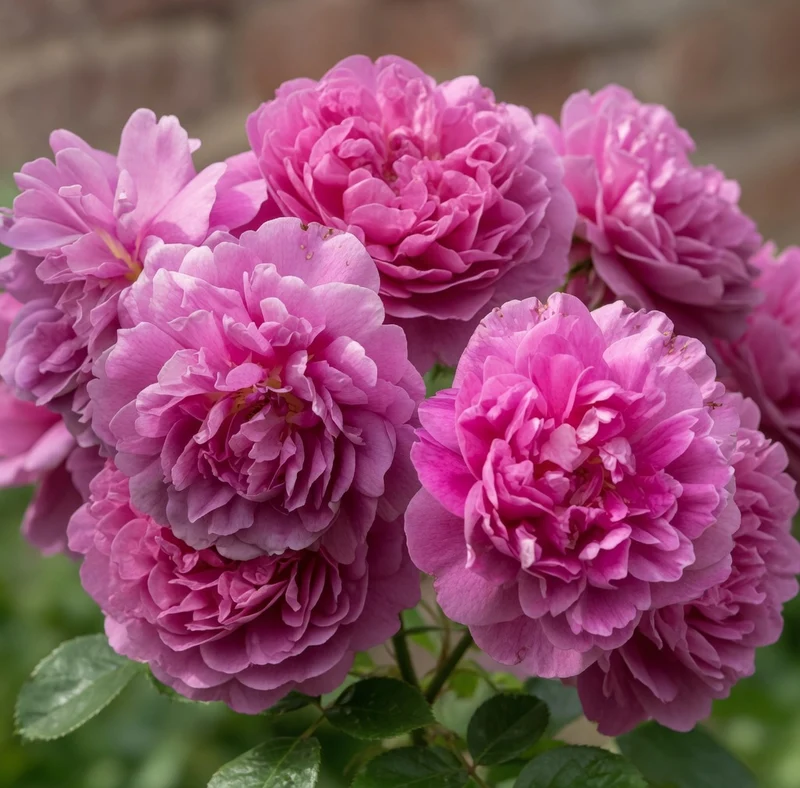 Rosier anglais ‘Princess Anne’ ( Rosa ‘Princess Anne’)