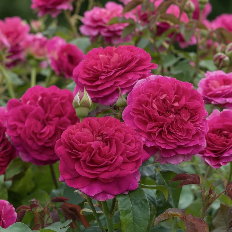 Rosier anglais ‘Gabriel Oak’ ( Rosa ‘Gabriel Oak’)