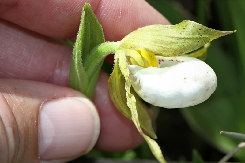 Orchid Seeds (White Cypripedium Slipper Orchid Seeds) - Rare White Blooms for Shaded Gardens