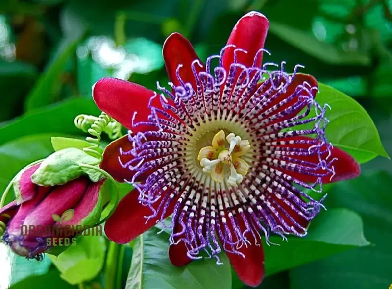Passiflora Seeds (Pasiflora Rosso Granadilla Seeds) - Fragrant Red Passion Flowers for Planting