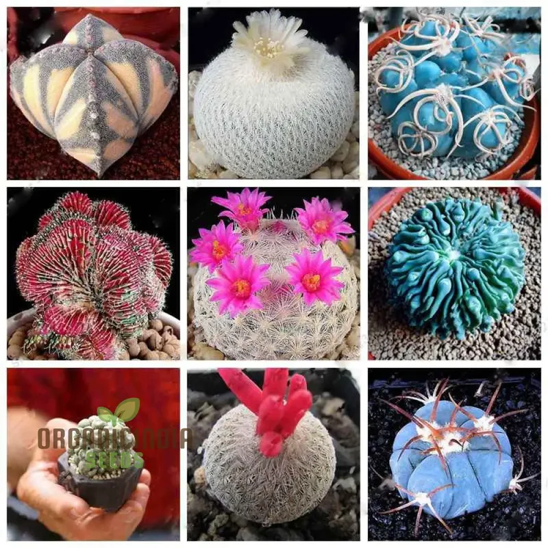 Rare Cactus Flower Seeds | Succulent Bonsai for Garden Planting | 100 pcs