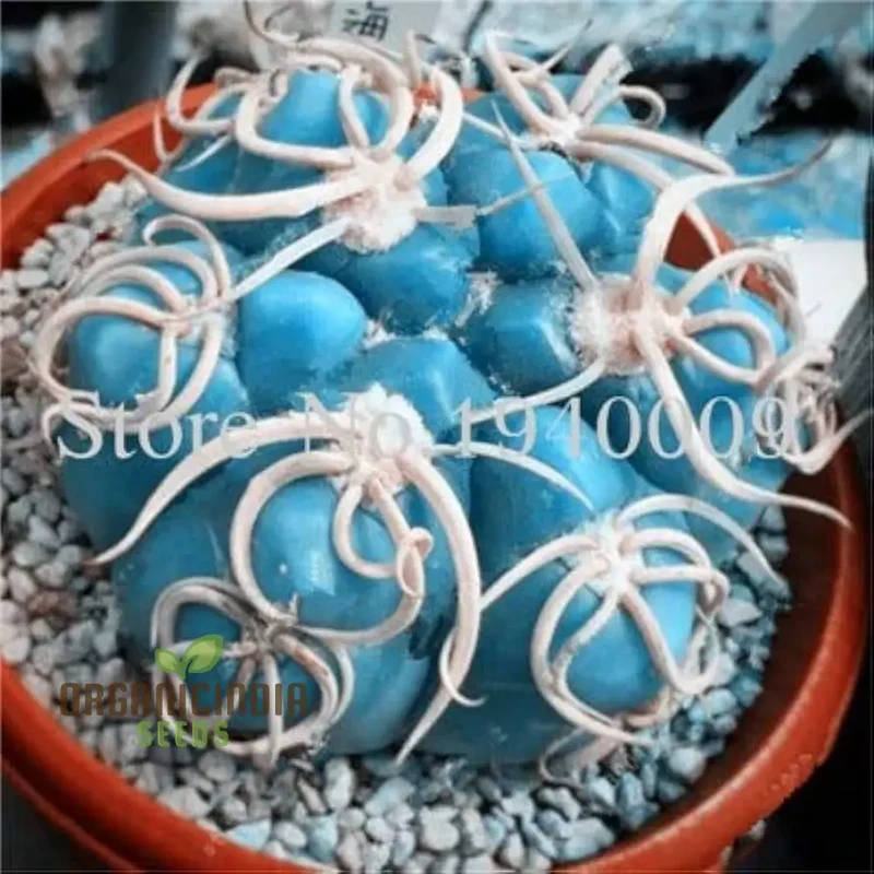 Rare Cactus Flower Seeds | Succulent Bonsai for Garden Planting | 100 pcs