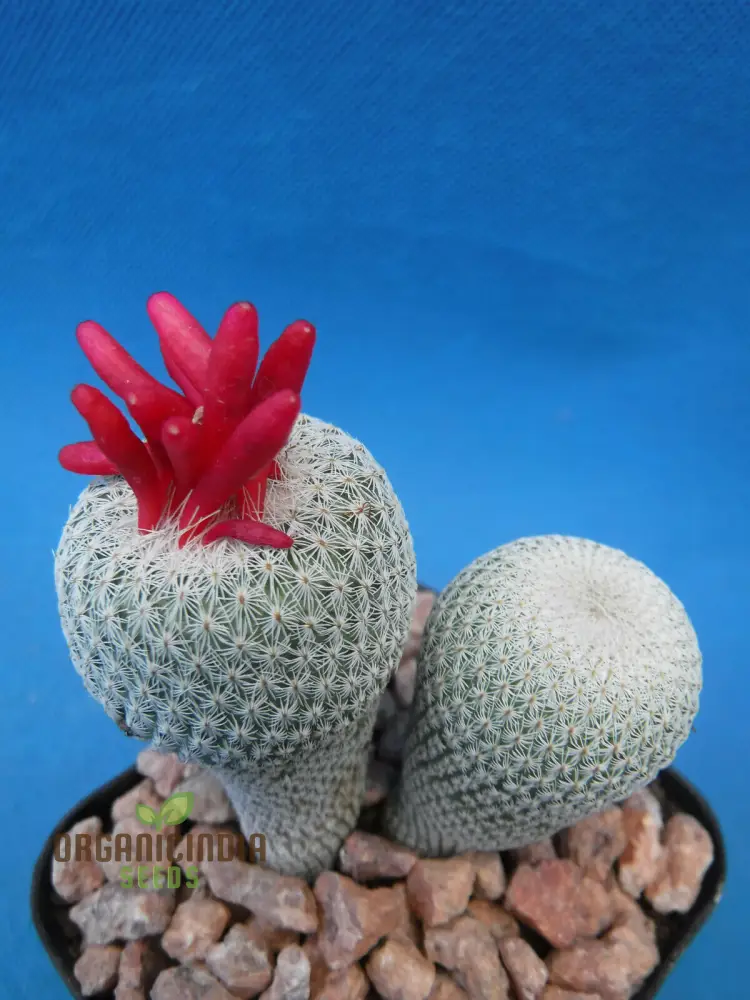Rare Cactus Flower Seeds | Succulent Bonsai for Garden Planting | 100 pcs