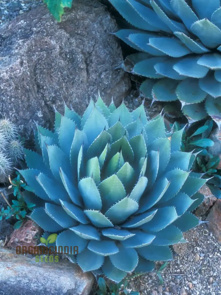 Agave Bonsai Seeds - Rare Succulent Planting for Home Decor - 100 pcs
