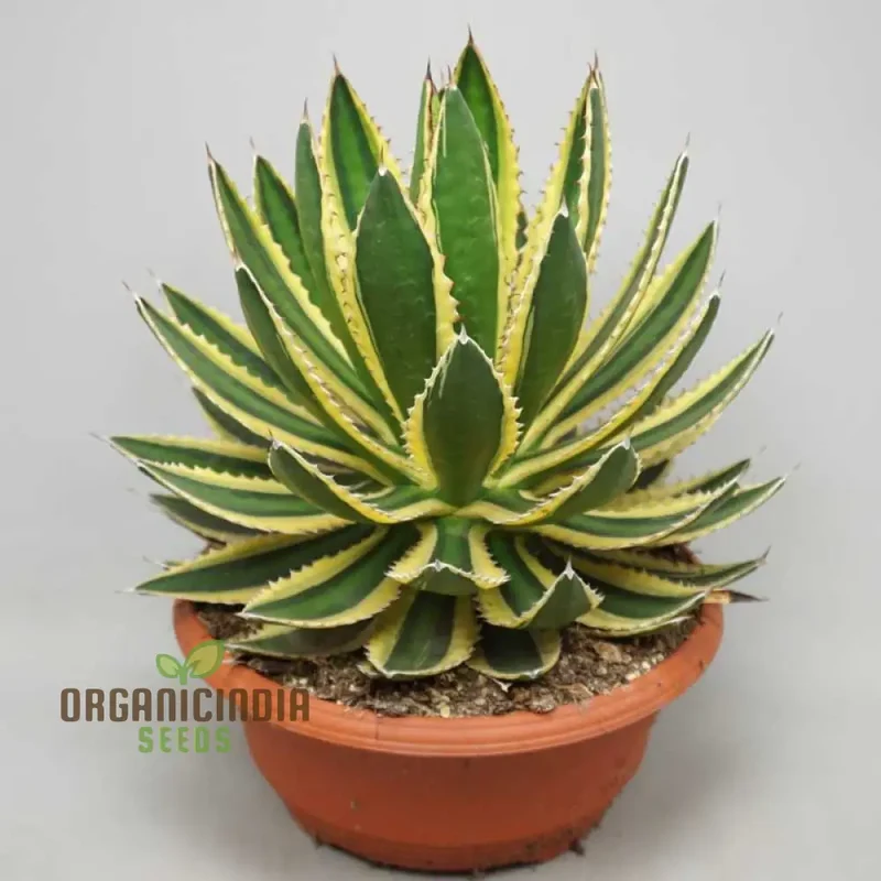 Agave Bonsai Seeds - Rare Succulent Planting for Home Decor - 100 pcs
