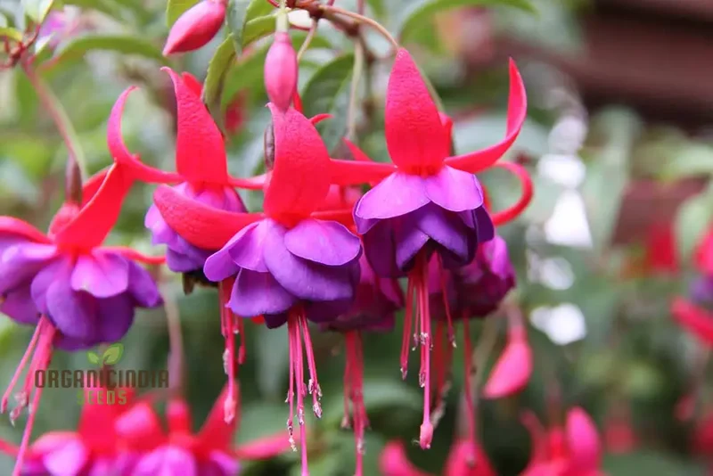 Viola Seeds (Double Petal Fuchsia Viola Seeds) - Compact Bonsai Blooms for Gardens & Pots