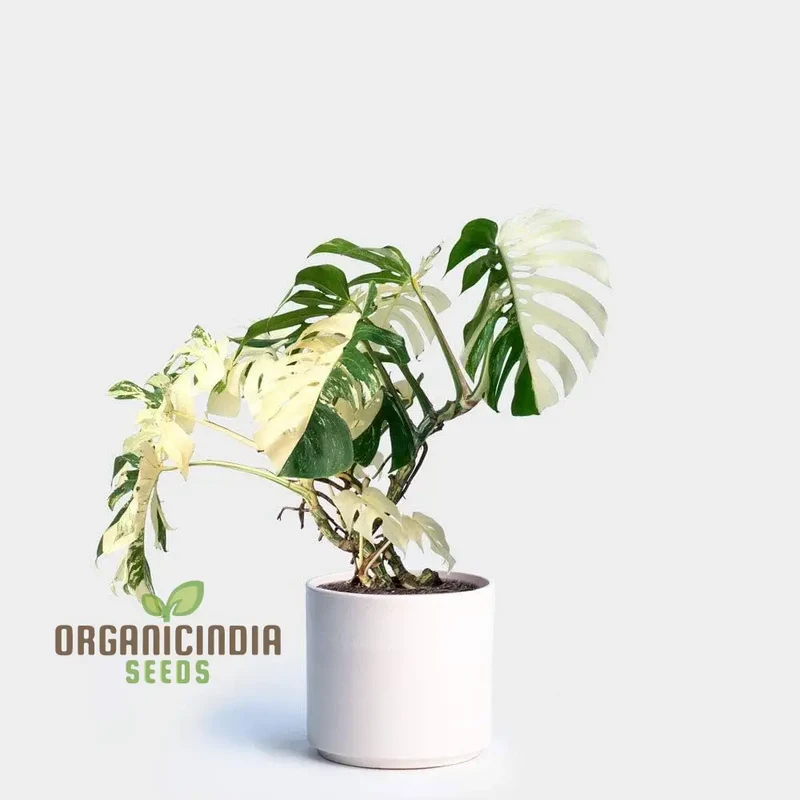 Mixed Palm & Monstera Seeds