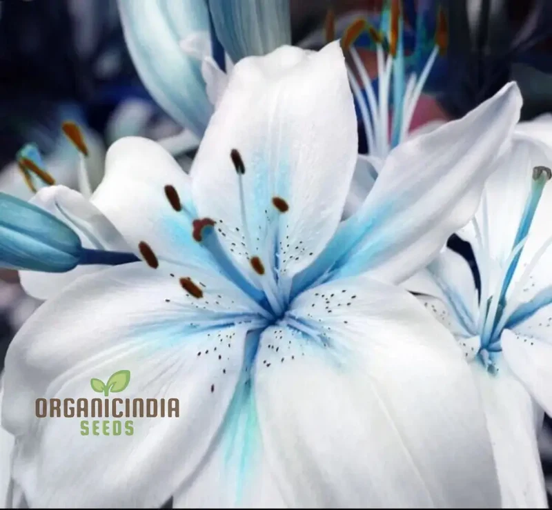 Rare Exotic Blue Heart Lily Seeds for Planting