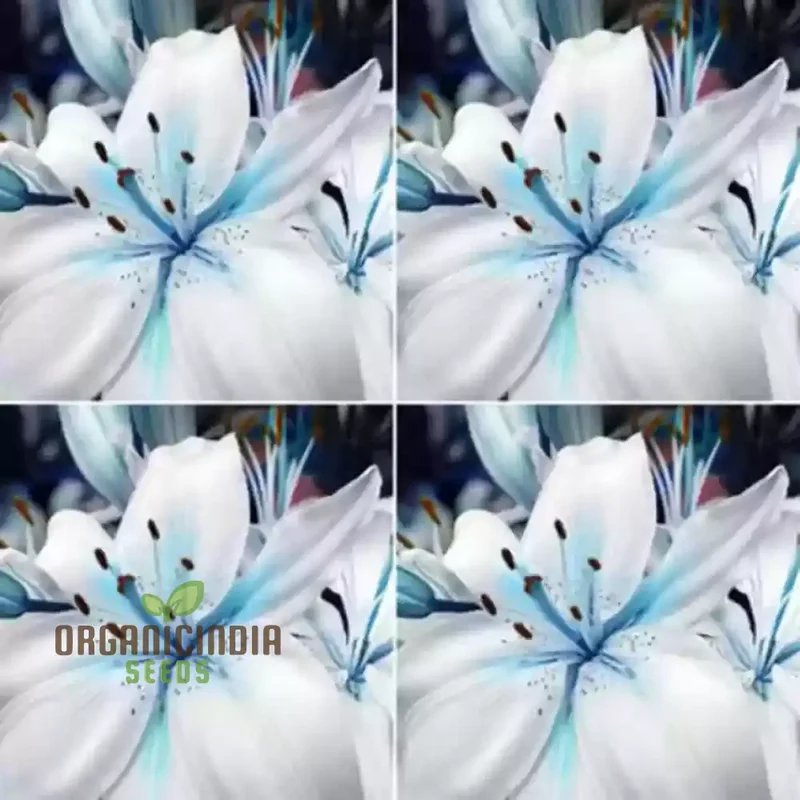 Rare Exotic Blue Heart Lily Seeds for Planting
