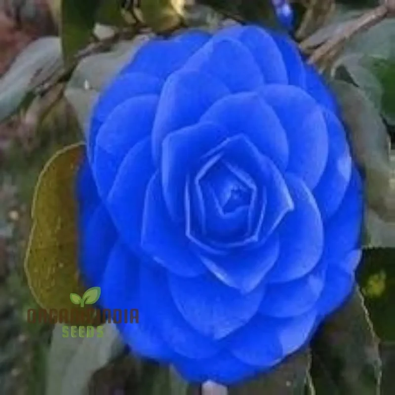 Camellia Seeds (Agramsero del Fiore Camellia Seeds) - Elegant Blooming Flowers for Gardens