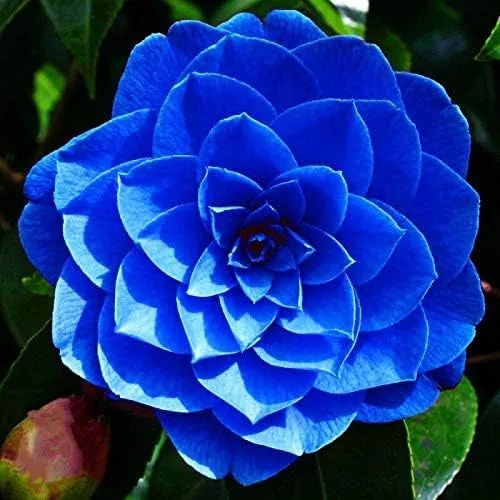 Camellia Seeds (Agramsero del Fiore Camellia Seeds) - Elegant Blooming Flowers for Gardens