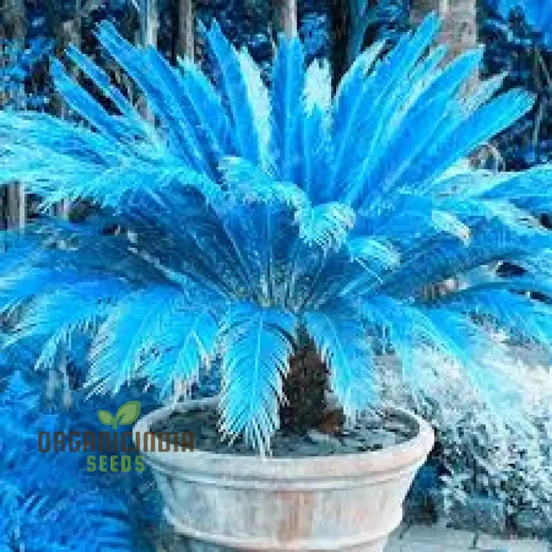 Mini Blue Sago Cycas Revoluta Seeds for Planting 100 pcs