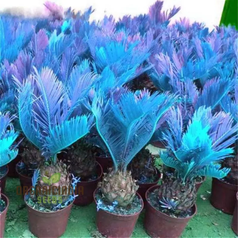 Mini Blue Sago Cycas Revoluta Seeds for Planting 100 pcs