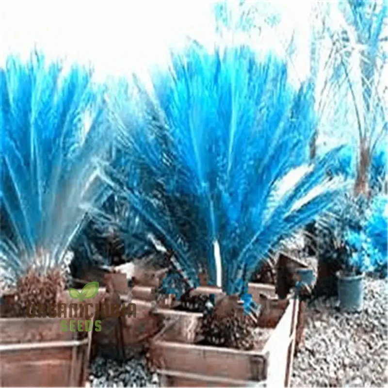Mini Blue Sago Cycas Revoluta Seeds for Planting 100 pcs