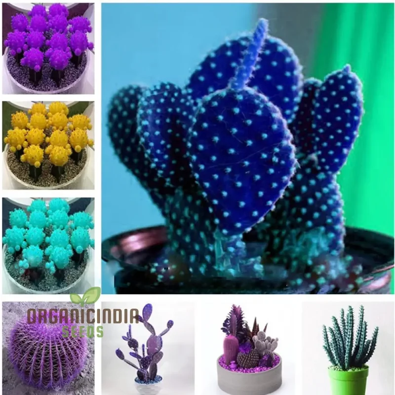 Mini Cactus Bonsai Seeds - Mixed Succulent Seeds for Planting - 100 pcs