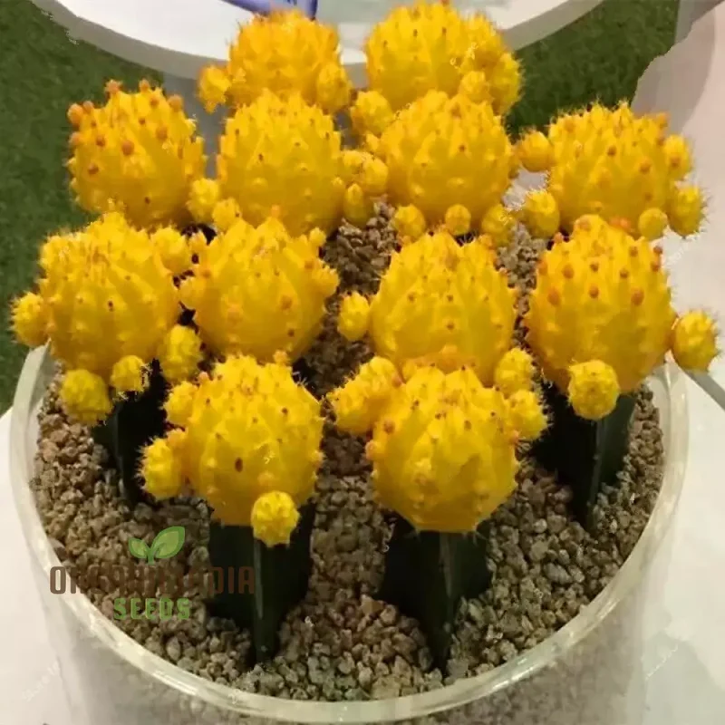 Mini Cactus Bonsai Seeds - Mixed Succulent Seeds for Planting - 100 pcs