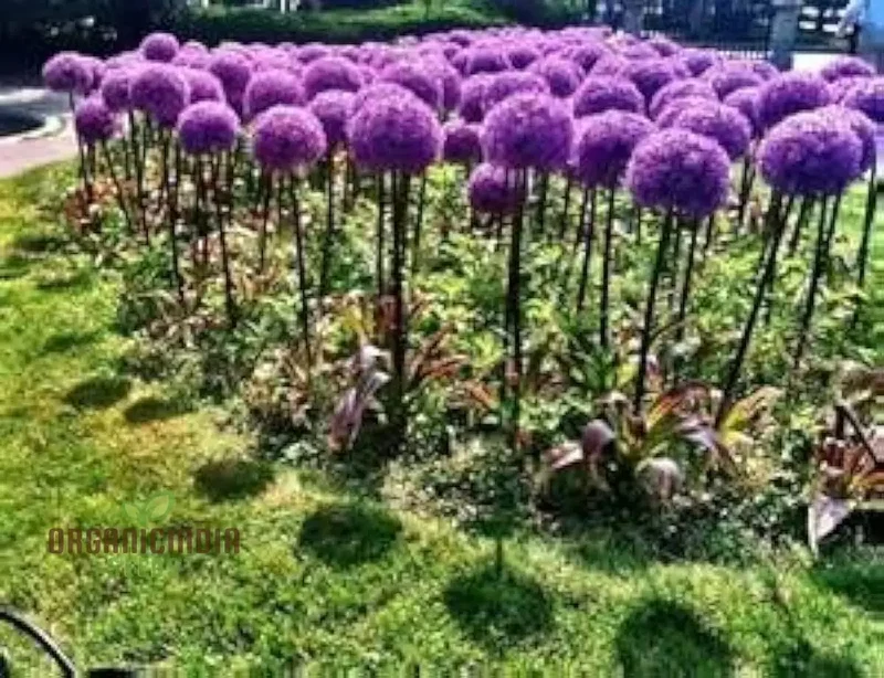 Giganteum Cipolla Bonsai Seeds - Bella Flower Planting Plan