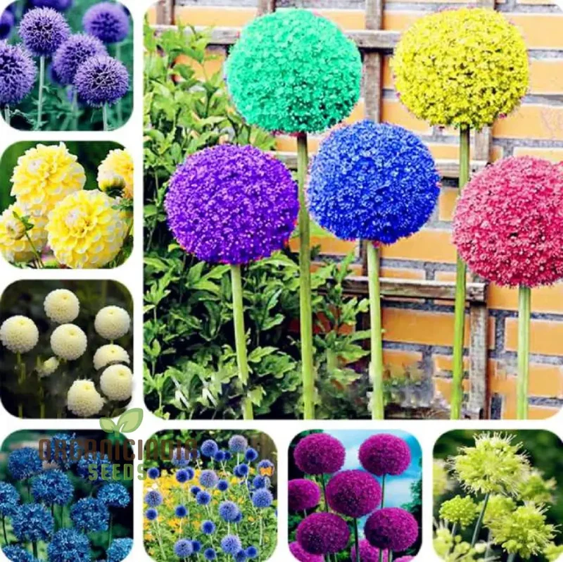 Giganteum Cipolla Bonsai Seeds - Bella Flower Planting Plan