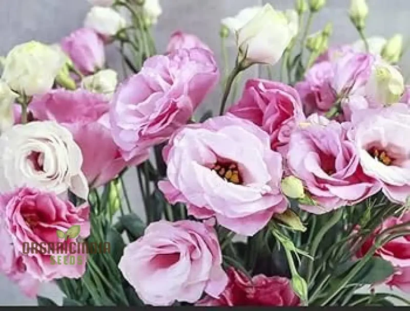 Eustoma Seeds (Perennial Eustoma Flower Seeds) - Elegant Long-Lasting Blooms for Gardens