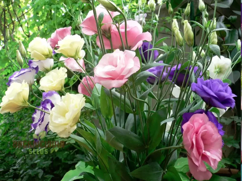 Eustoma Seeds (Perennial Eustoma Flower Seeds) - Elegant Long-Lasting Blooms for Gardens