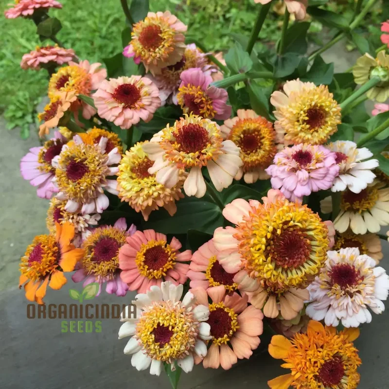 Zinnia Elegans Scabiosa Mix Seeds – Pin Cushion Style Blooms