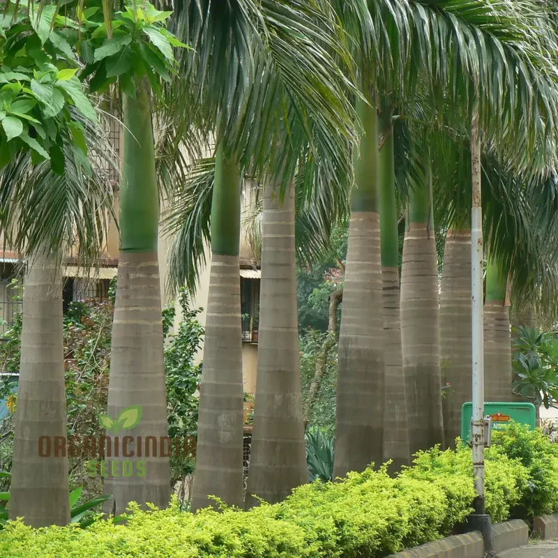 Perennial Cuban Royal Palm Tree Seeds