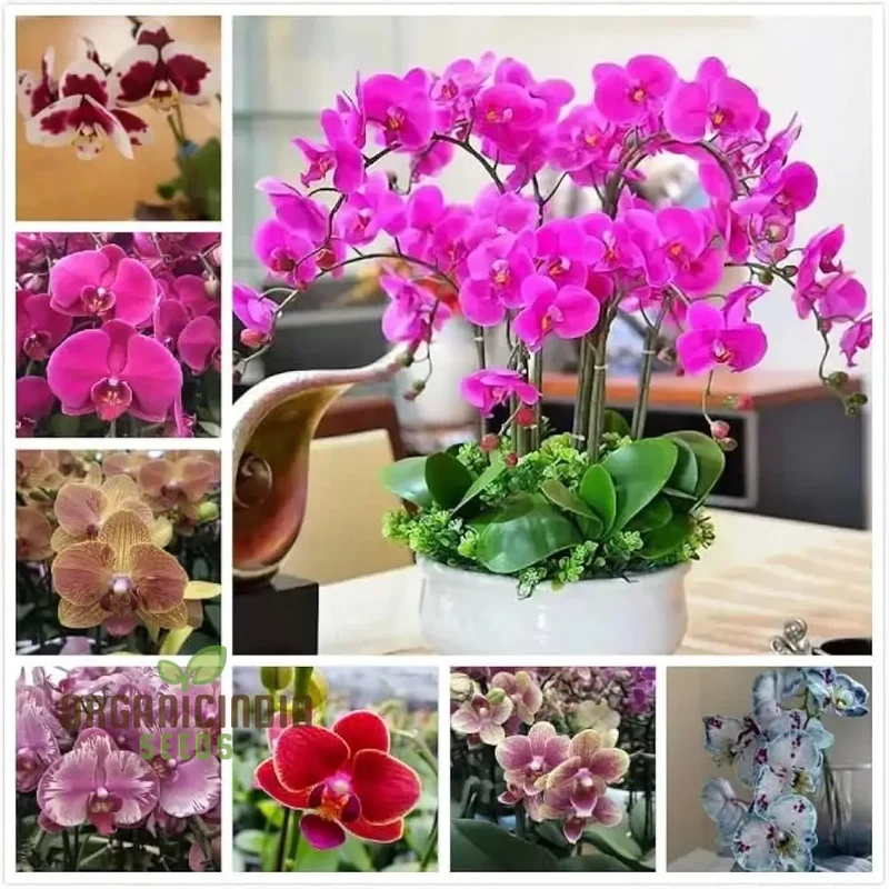 Rare Phalaenopsis Orchid Flower Seeds - 100 pcs