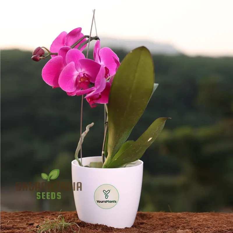 Rare Phalaenopsis Orchid Flower Seeds - 100 pcs