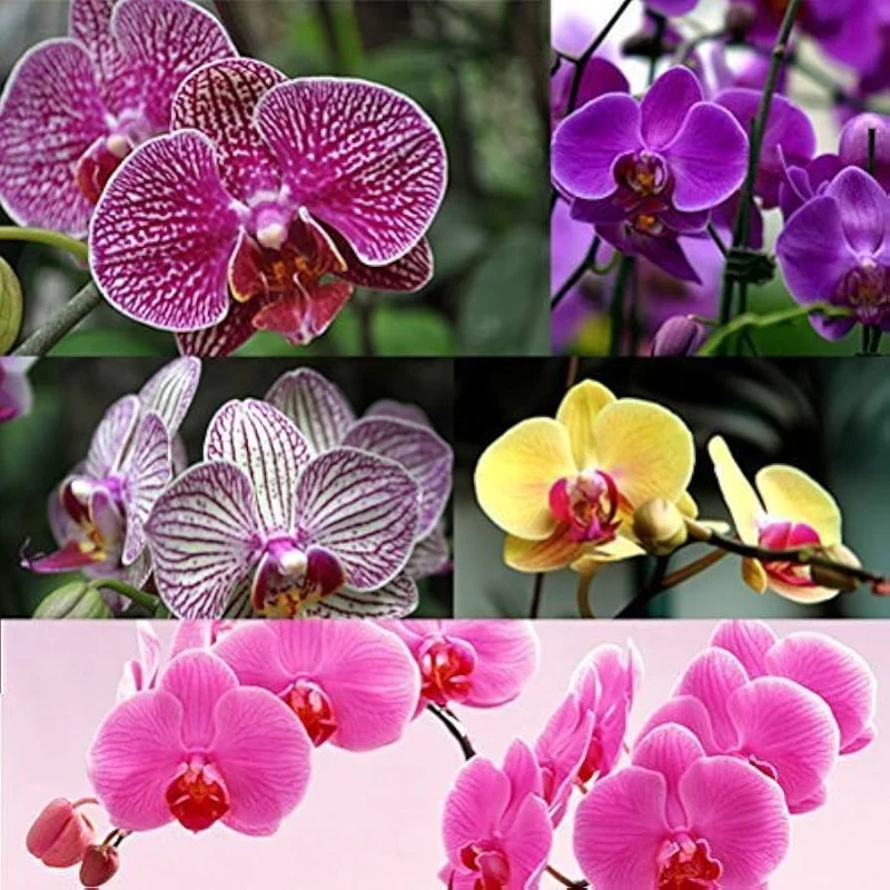Rare Phalaenopsis Orchid Flower Seeds - 100 pcs