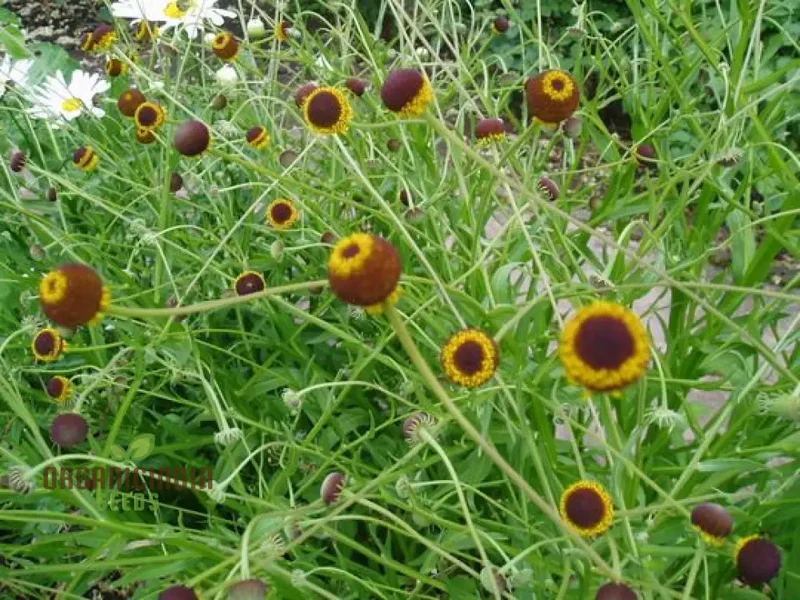 Autumn Lollipop Helenium Flower Seeds for Planting 100 pcs