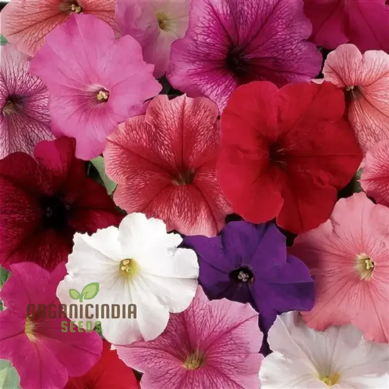 Semi Petunia Total Madness Fiore Mix Seeds (Petunia Hybrida) | 100 pcs"
