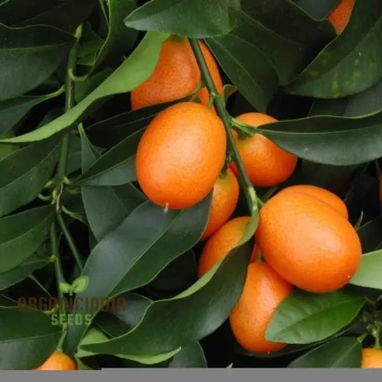 Sweet Kumquat Fruit Seeds Organic Seeds for Planting Orange