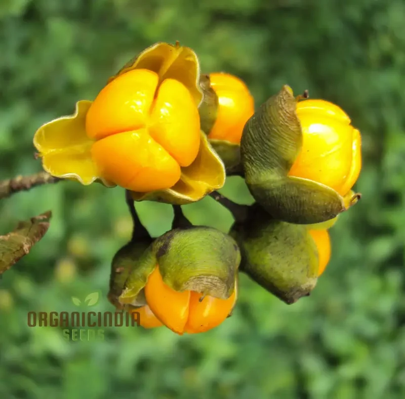Celastrus Paniculatus Seeds for Planting