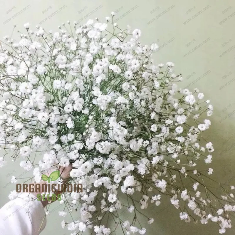 White Gypsophila Seeds - Starry Sky Potted Plants, Gypsophila Seeds For Planting