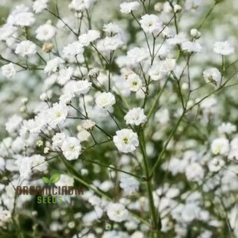 White Gypsophila Seeds - Starry Sky Potted Plants, Gypsophila Seeds For Planting