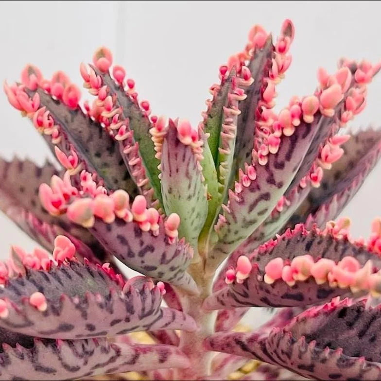Magic Mixed Kalanchoe Seeds – Colorful Succulent Blooming Variety