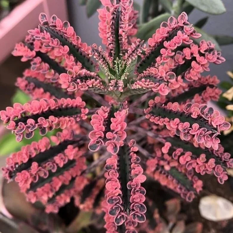 Magic Mixed Kalanchoe Seeds – Colorful Succulent Blooming Variety