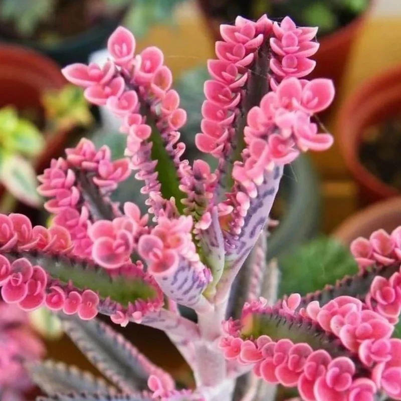 Magic Mixed Kalanchoe Seeds – Colorful Succulent Blooming Variety